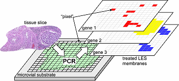 spatially resolved polymerase chain reaction - PCR