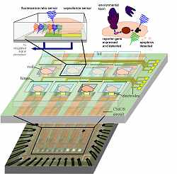 Monitoring Cells on Chip